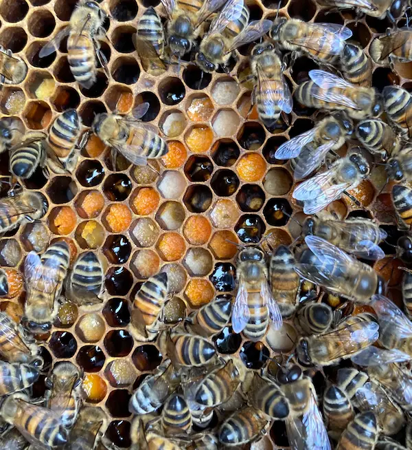 Miel et propolis : les bienfaits du duo de la ruche