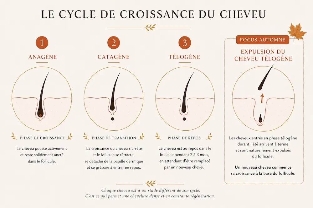 Schéma du cycle capillaire : phases anagène, catagène, télogène